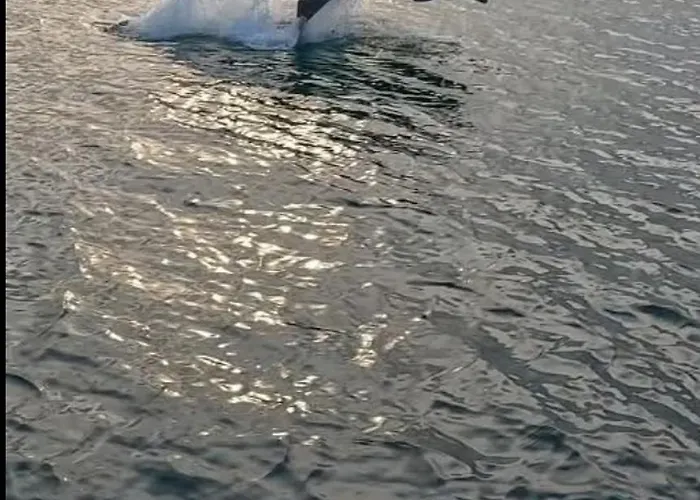 Meraki & Isabellae Daire